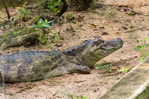 Alligator (jacaré do papo amarelo) in the park in Rio de Janeiro, Brazil.