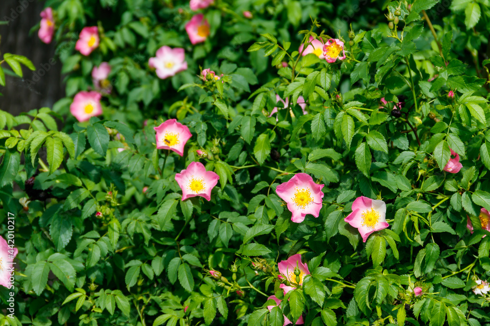 Pink flowers of dog-rose (rosehip) on a bush in the garden