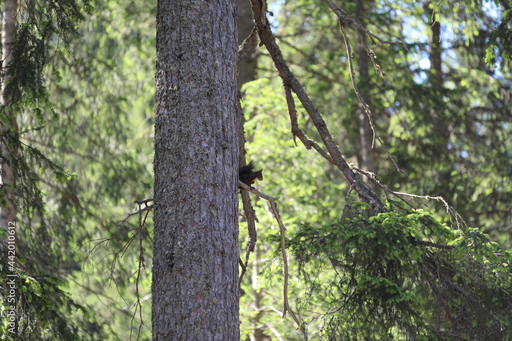squirrel in the forest on the tree squirrel in the forest on the tree