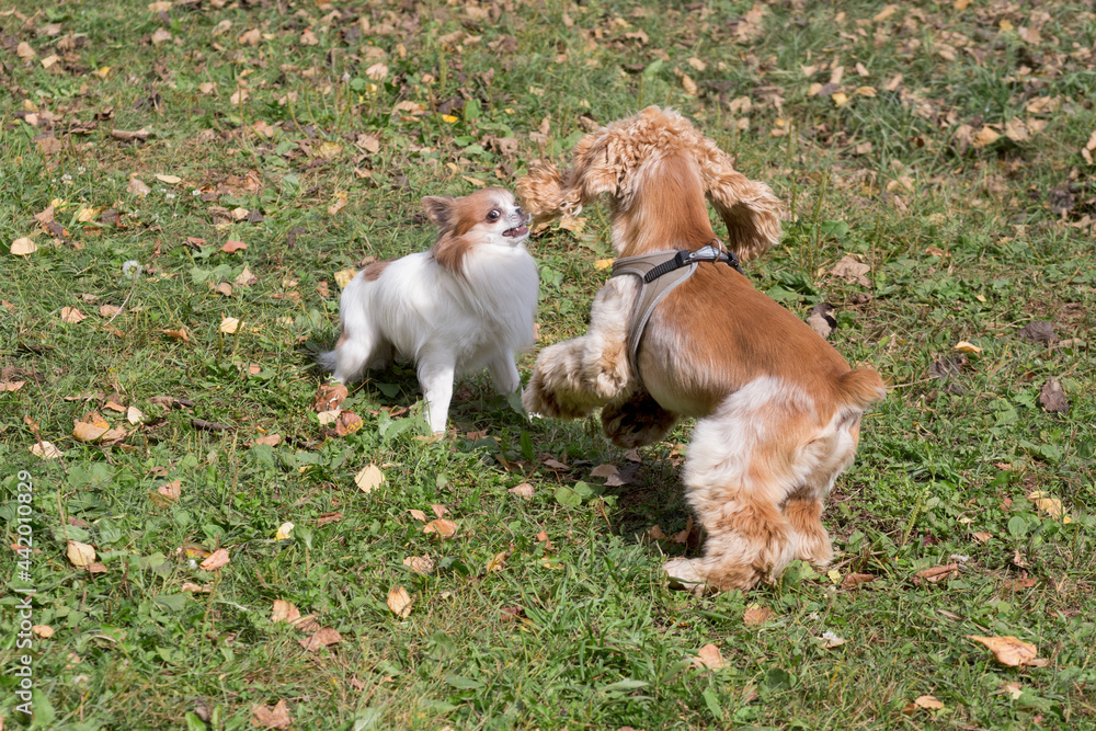 Chihuahua puppy and cavalier king charles spaniel puppy are playing on a green grass in the autumn park. Pet animals.