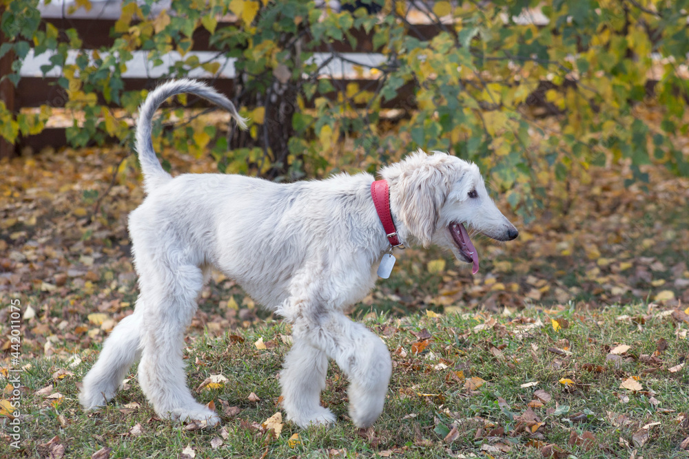 Afghan hound puppy is walking on a green grass in the autumn park. Eastern greyhound or persian greyhound. Pet animals.