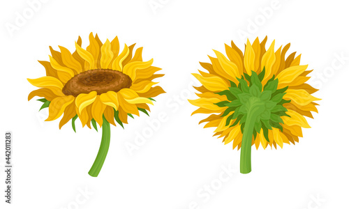 Sunflower Agricultural Plant with Yellow Petals and Seeds Vector Set