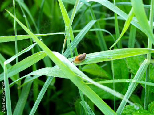 One snail is sitting, slowly crawling along a stalk of green grass in the morning rays of the sun. Macrophotography of an insect.