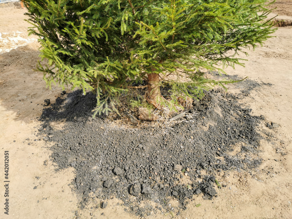 Tree transplanting, planting large coniferous trees, selective focusing Tree transplanting, planting large coniferous trees, selective focusing