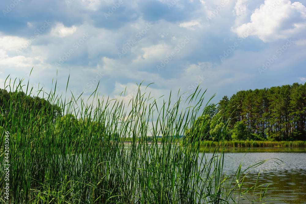 green reeds on the background of the river and forest