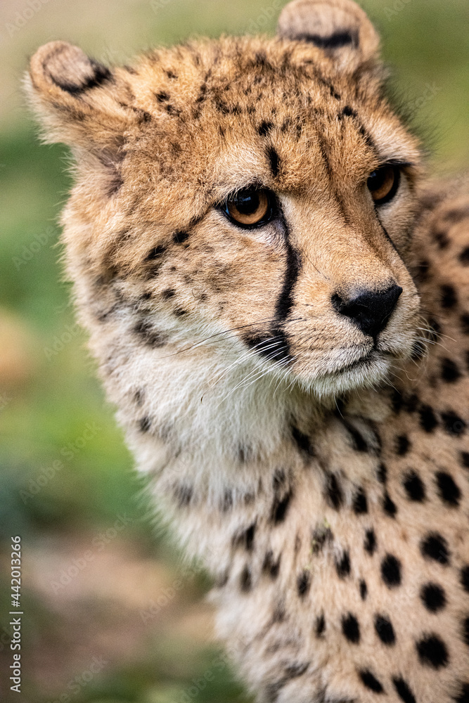 Portrait of a cheetah.