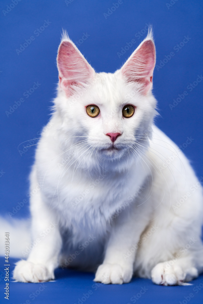 Longhair cat breed American Coon Cat. Portrait of white color female Maine Coon Cat looking at camera, sitting on blue background.