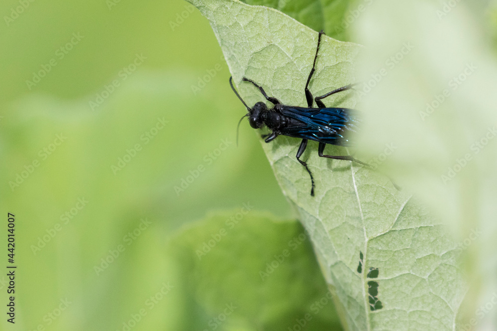 blue mud dauber or blue mud wasp (Chalybion californicum) blue mud dauber or blue mud wasp (Chalybion californicum)