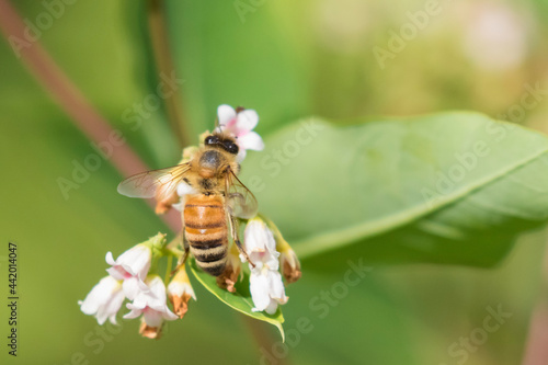 honey bee (also spelled honeybee) © Mircea Costina
