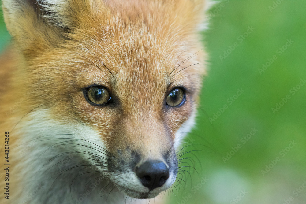 Fototapeta premium fox baby portrit