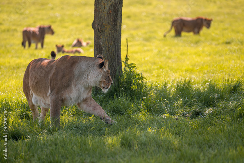 Lion under tree shadow, finishing its meal while pack of lions gathers around.