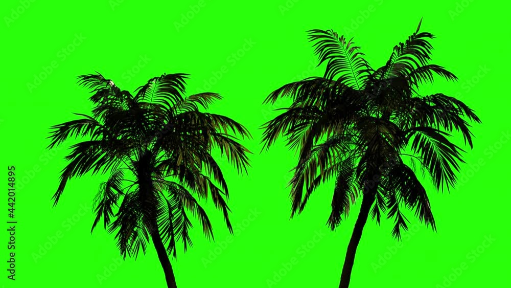 Tropical palms in the wind on isolated. green background.
Blank, animation for keying on a green background.
Tropical palms in the wind on isolated. green background.
Blank, animation for keying on a green background.