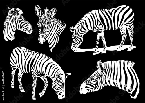 Graphical collection of zebra   vector elements isolated on black background