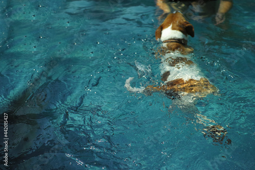  dog swimming to a master
