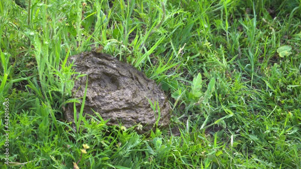 Cow excrement is seen from above. Bull poop feces. Dirty organic feces. Can be used for natural soil fertilizer. Fresh animal crap dung. Concept of greenhouse gas climate change, manure and fertilizer Cow excrement is seen from above. Bull poop feces. Dirty organic feces. Can be used for natural soil fertilizer. Fresh animal crap dung. Concept of greenhouse gas climate change, manure and fertilizer