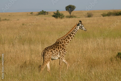 Single Maasai giraffe on a grassland walking to the right in profile.