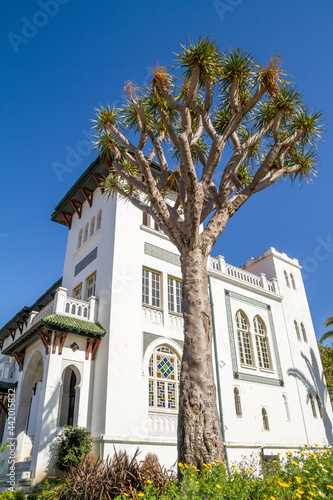 Old building in the city of Tangier  in the foreground a palm tree