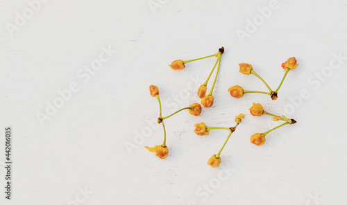 Bones from the eaten cherry fruits