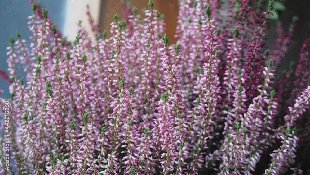 Close-up of lavender bloom in a field Close-up of lavender bloom in a field