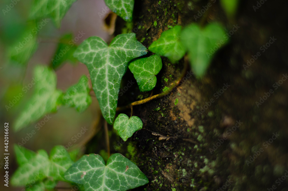 Fototapeta premium close up of a green leaf