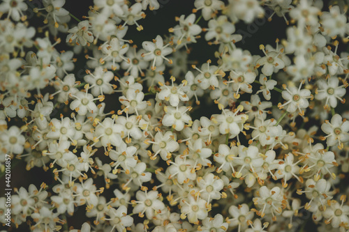 Full frame of freshly harvested elderflower, ready for further processing, against dark background, close up view