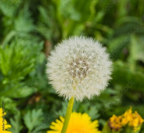 Pusteblume Makro