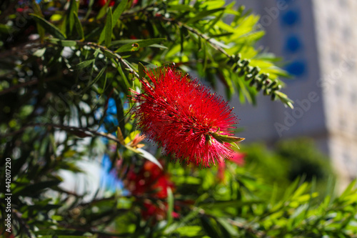 Callistemon plant in bloom in the city. fresh vivid colors