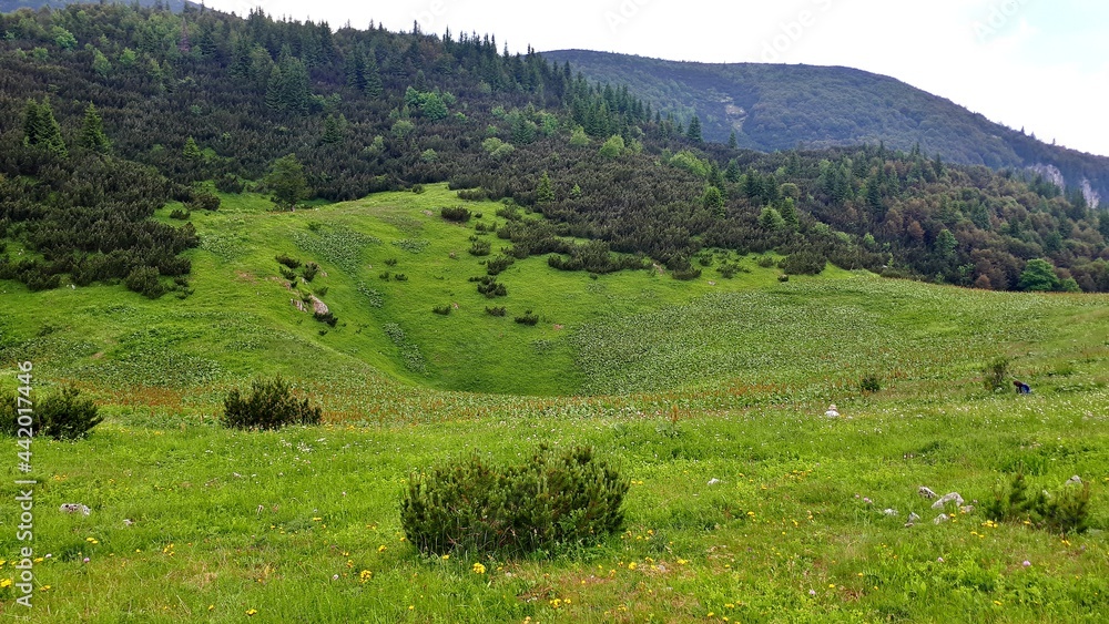 Green meadow covered with pine trees on mountain Bjelasnica, Bosnia and Herzegovina