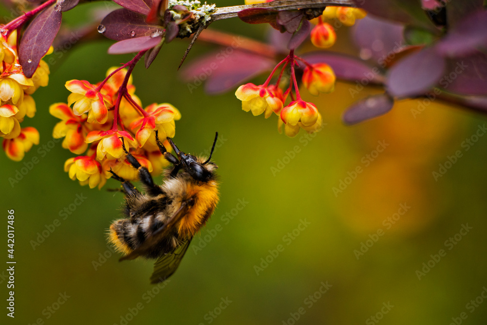 bumblebee - obrazy, fototapety, plakaty 