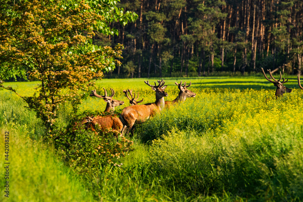 Fototapeta premium jelenie