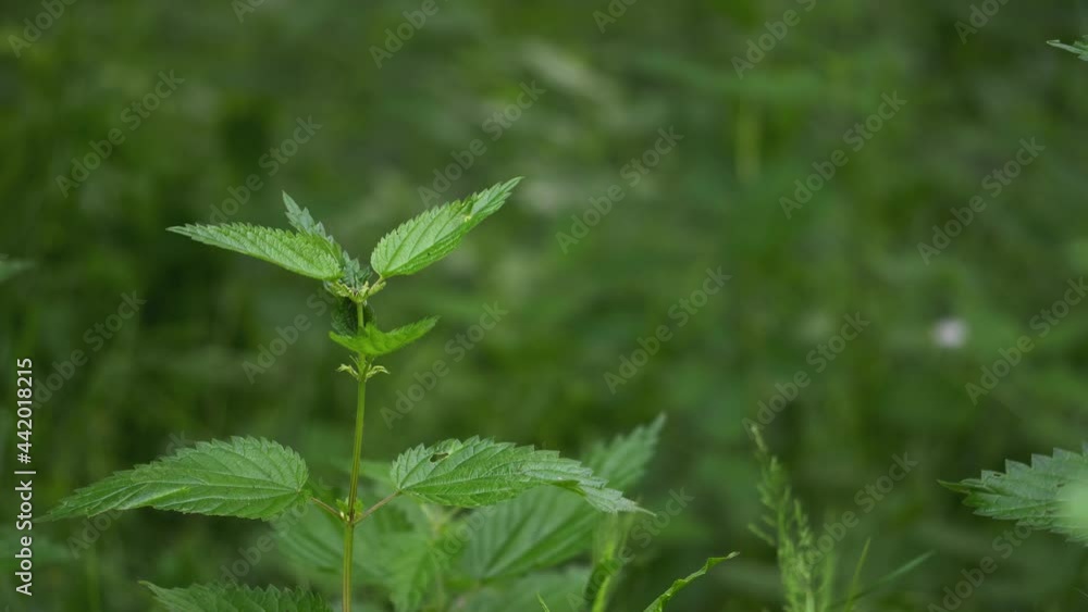 Detailed close-up of wild common stinging-nettle (Urtica dioica) medicinal plant. Selective focus with shallow depth o field of a fresh nettle. Detailed close-up of wild common stinging-nettle (Urtica dioica) medicinal plant. Selective focus with shallow depth o field of a fresh nettle.