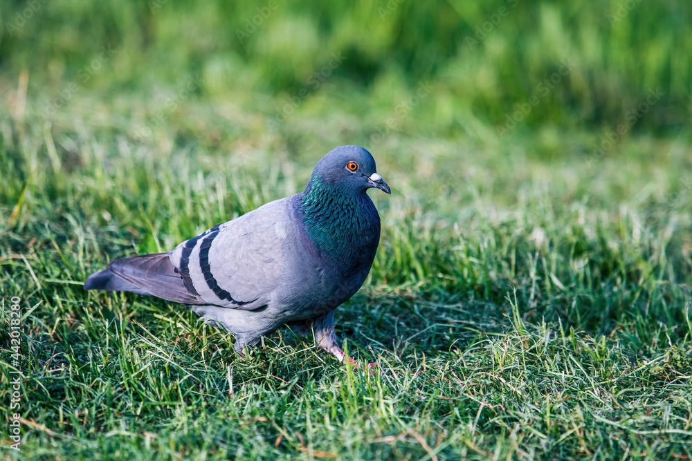 The domestic pigeon (Columba livia domestica) The domestic pigeon (Columba livia domestica)