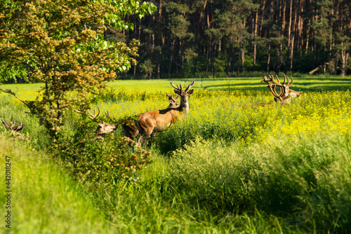 Fototapeta Naklejka Na Ścianę i Meble -  jelenie