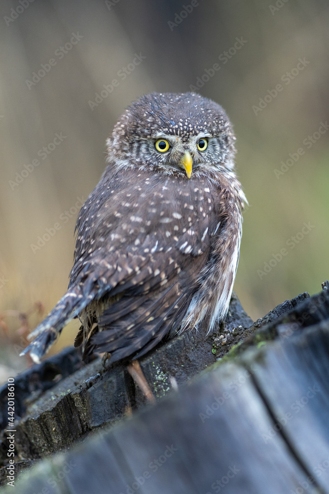 Eurasian scops owl (Otus scops) beautiful little owl sits on a broken branch. Beautifully masks in the heather. Eurasian scops owl (Otus scops) beautiful little owl sits on a broken branch. Beautifully masks in the heather.