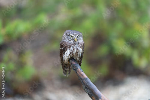 Eurasian scops owl (Otus scops) beautiful little owl sits on a broken branch. Beautifully masks in the heather.