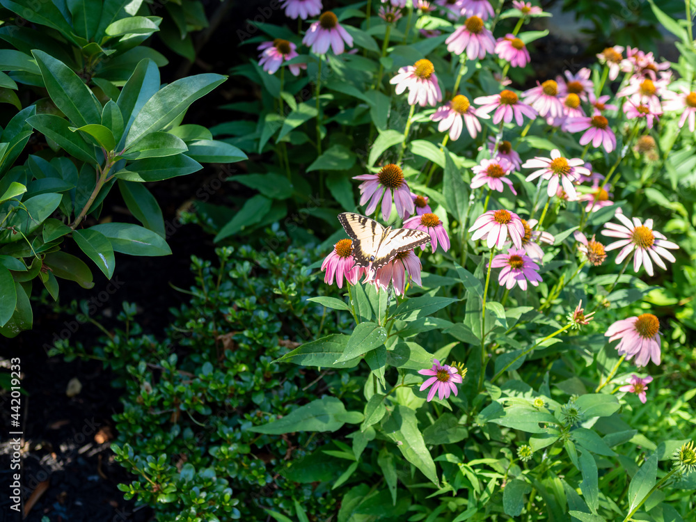 Monarch butterfly on pink daisy flowers in the garden Monarch butterfly on pink daisy flowers in the garden