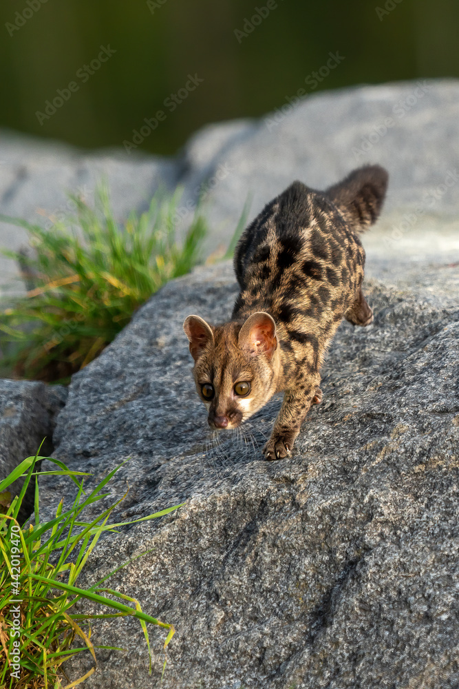 Obraz premium Large-spotted genet (Genetta tigrina) in natural habitat, South Africa
