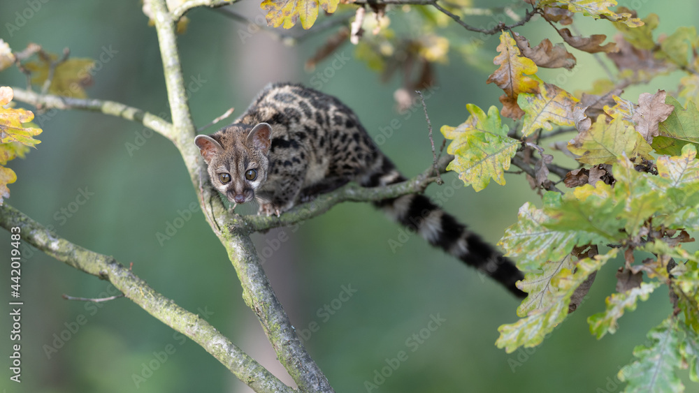 Obraz premium Large-spotted genet (Genetta tigrina) in natural habitat, South Africa
