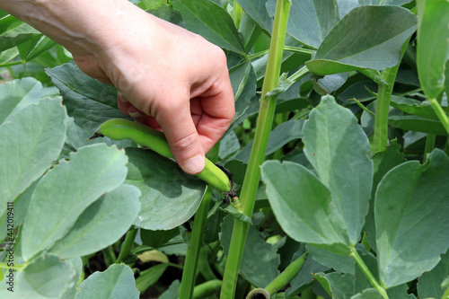 A Gardener Picking A Broad Bean From A Plant.