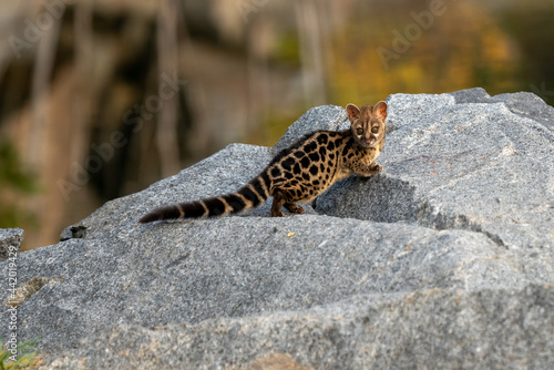 Large-spotted genet (Genetta tigrina) in natural habitat, South Africa photo