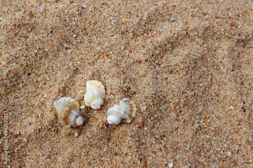 Three white seashells on the sand. Seashells on Peniche Beach, Portugal. © kati17