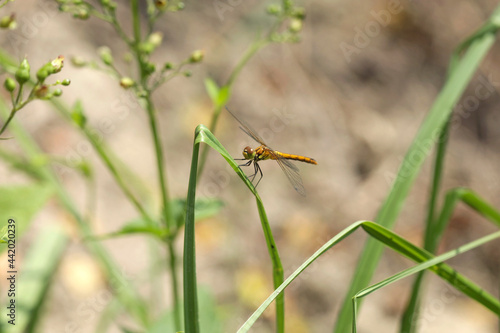 Colorful dragonfly on nature background © olena