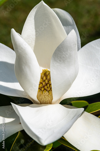 Fotografie Detail einer Magnolien Blüte vor grünen Hintergrund