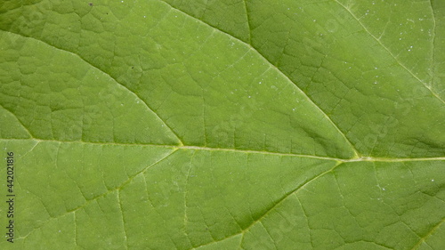 Green leaf of a catalpa tree.