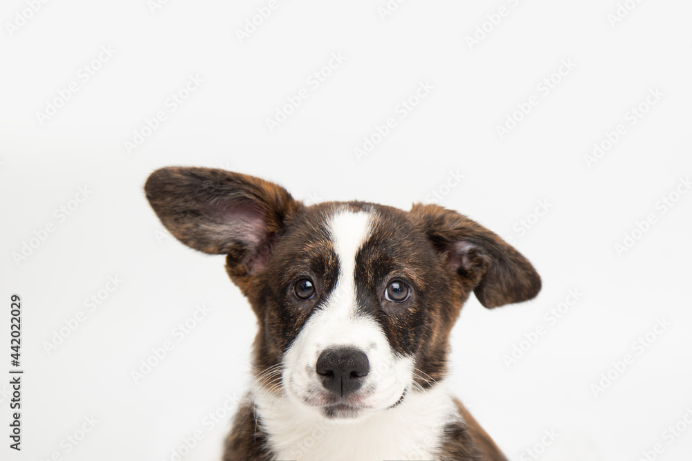 Welsh corgi cardigan cute fluffy puppy dog sitting on a white background with copy space. funny cute animals