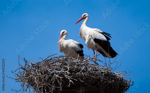 Couple Of White Stork  Ciconia ciconia  in Rooftop Nest