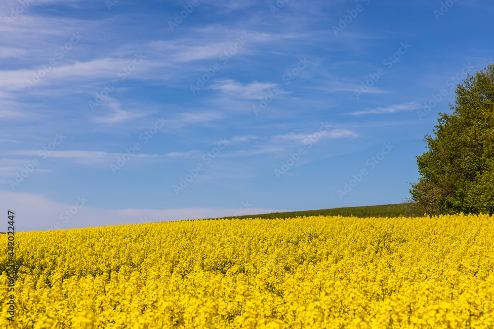 Fototapeta premium Rapsblüte 2
