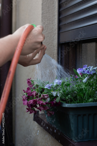 Closeup of a man watering plants on a window sill with a hose.