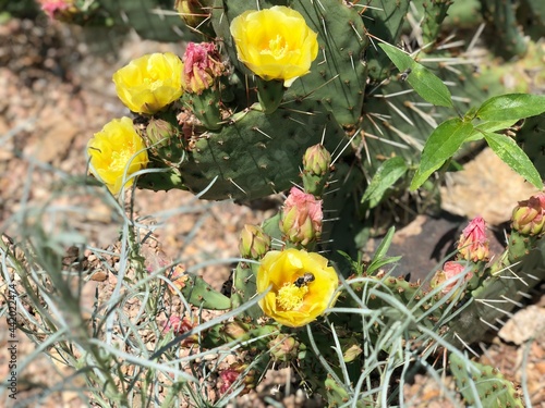 Beautiful cactus with flowers in summer season in Colorado.