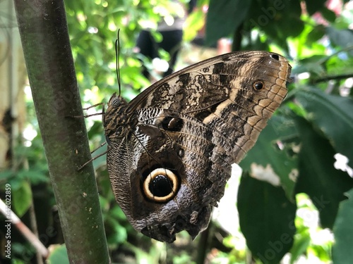 Awesome Butterflies inside tropical climate in butterfly pavillion.